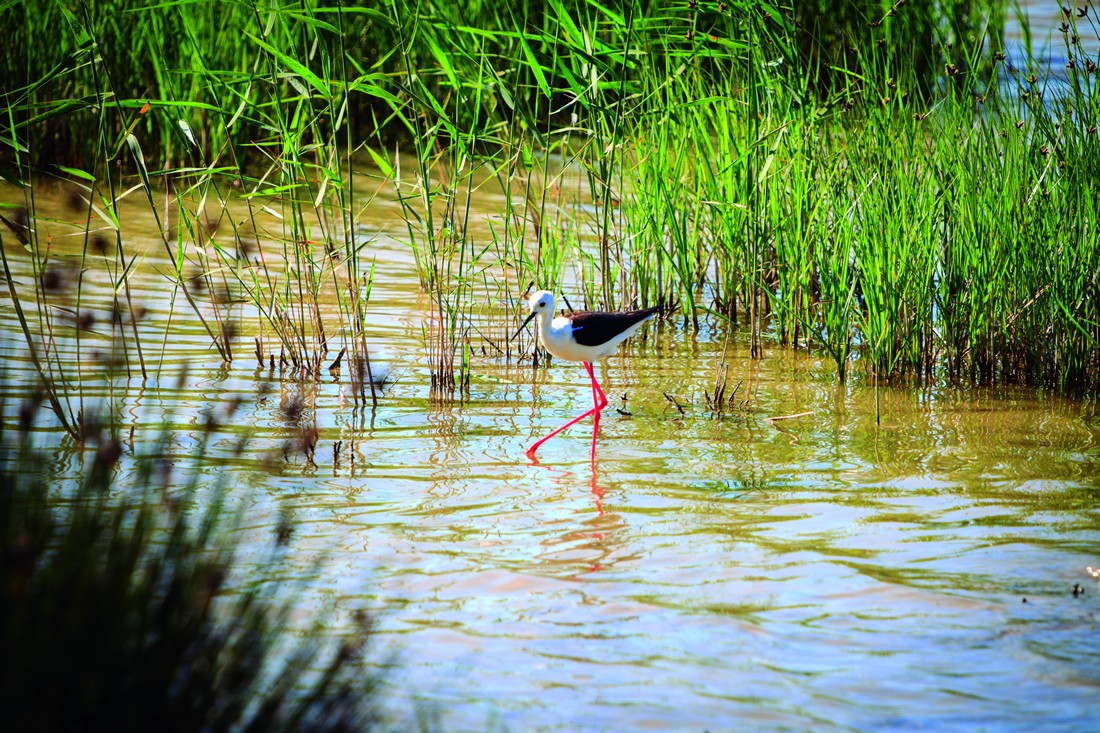 S'Albufera